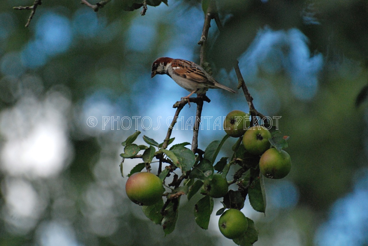 N°22 - Moineau domestique