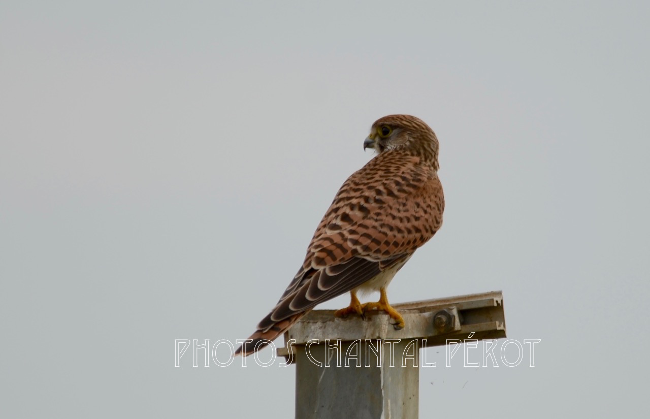 N°2 Faucon crécerelle