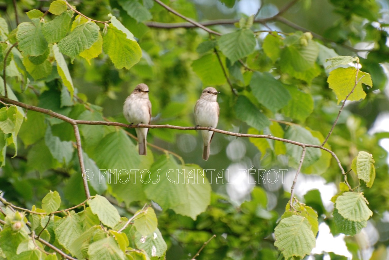 N°26- Gobe-mouches gris