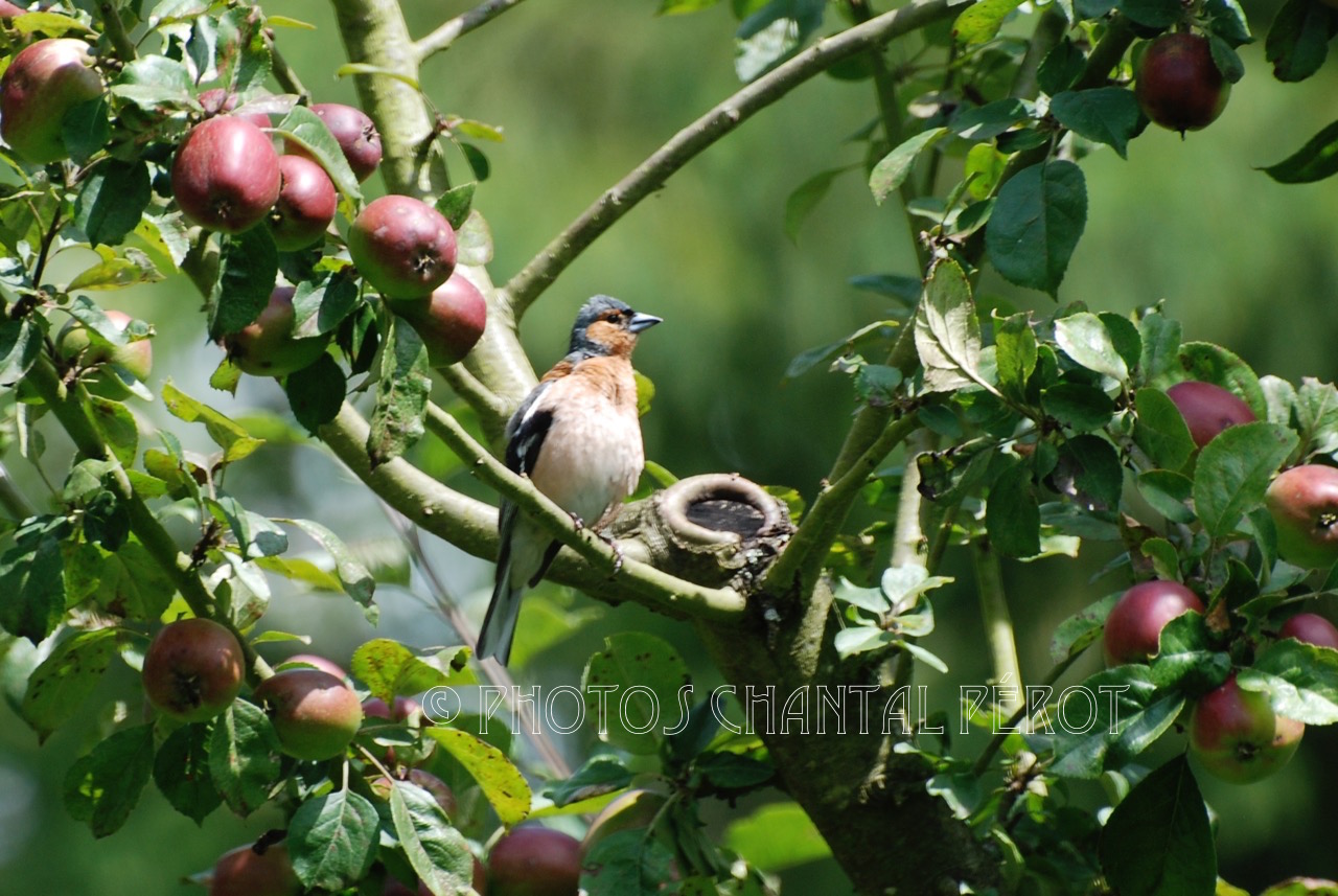 N°25 -Pinson des arbres