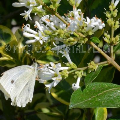 Insectes et p'tites bêtes - 