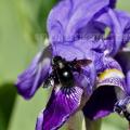 N°29 - Xylocope sur Iris des jardins