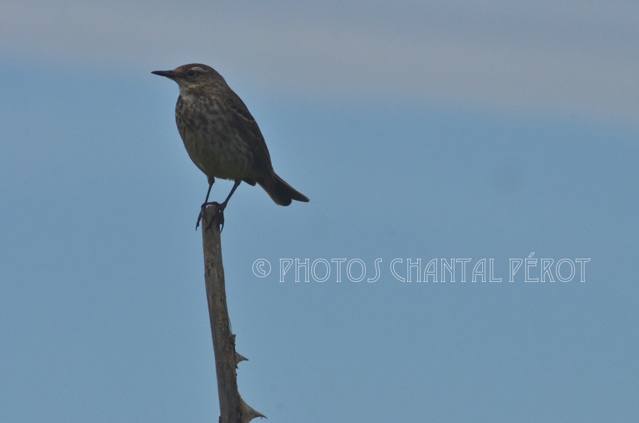 N°23- Pipit spioncelle