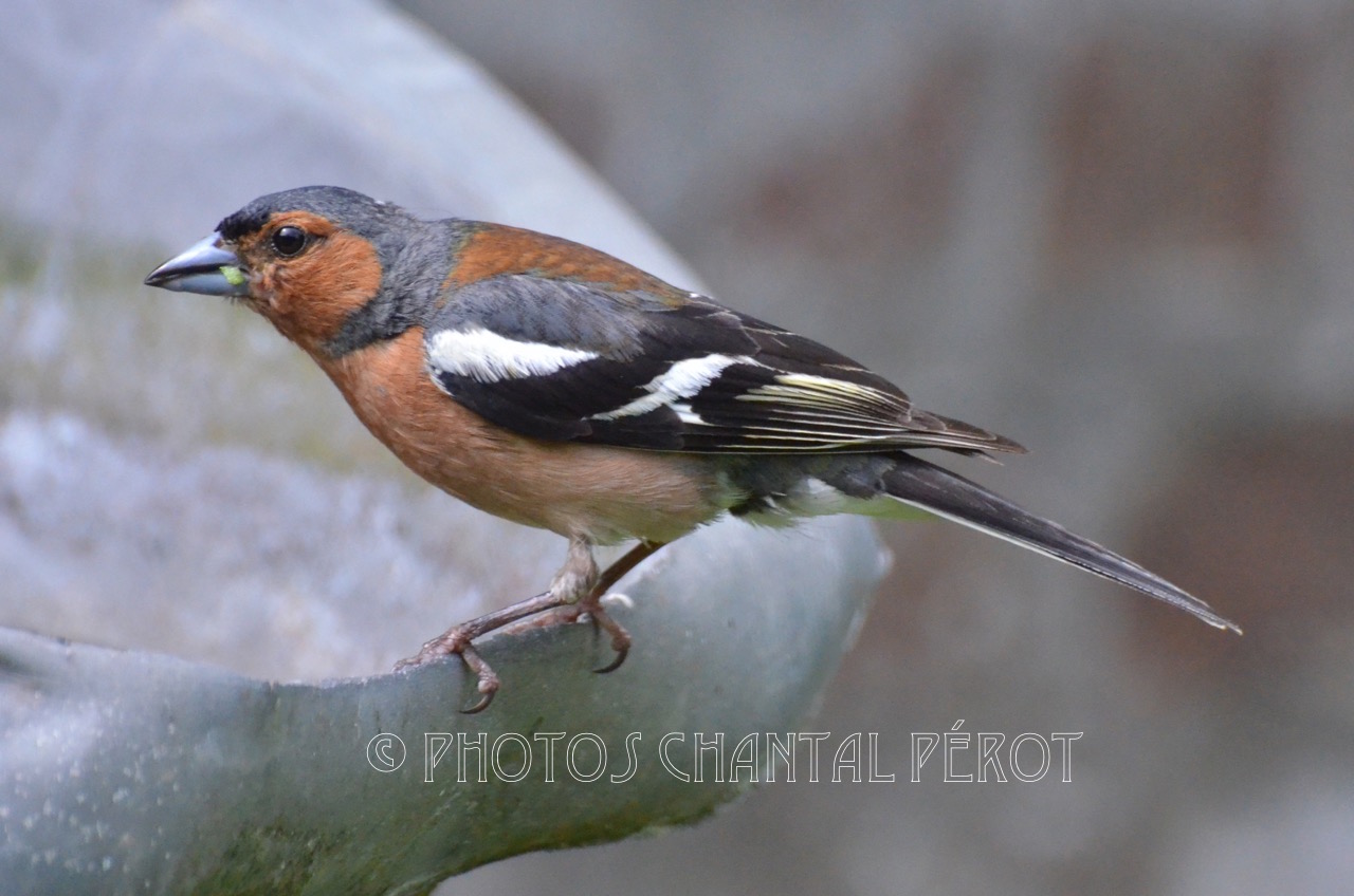 N°19 - Pinson des arbres