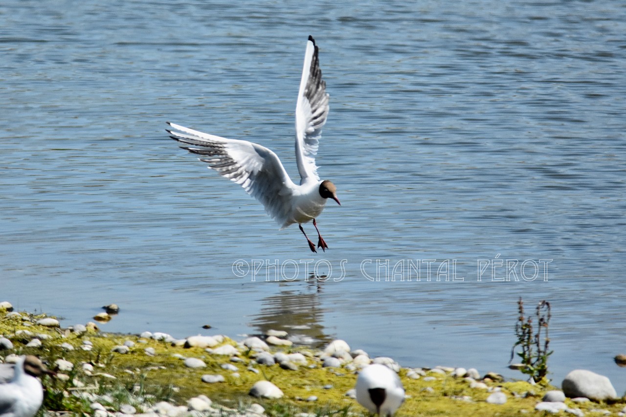 N°86 - Mouette rieuse