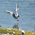 N°86 - Mouette rieuse