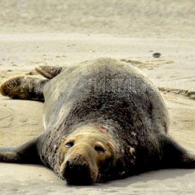 Phoques et veaux marins - 