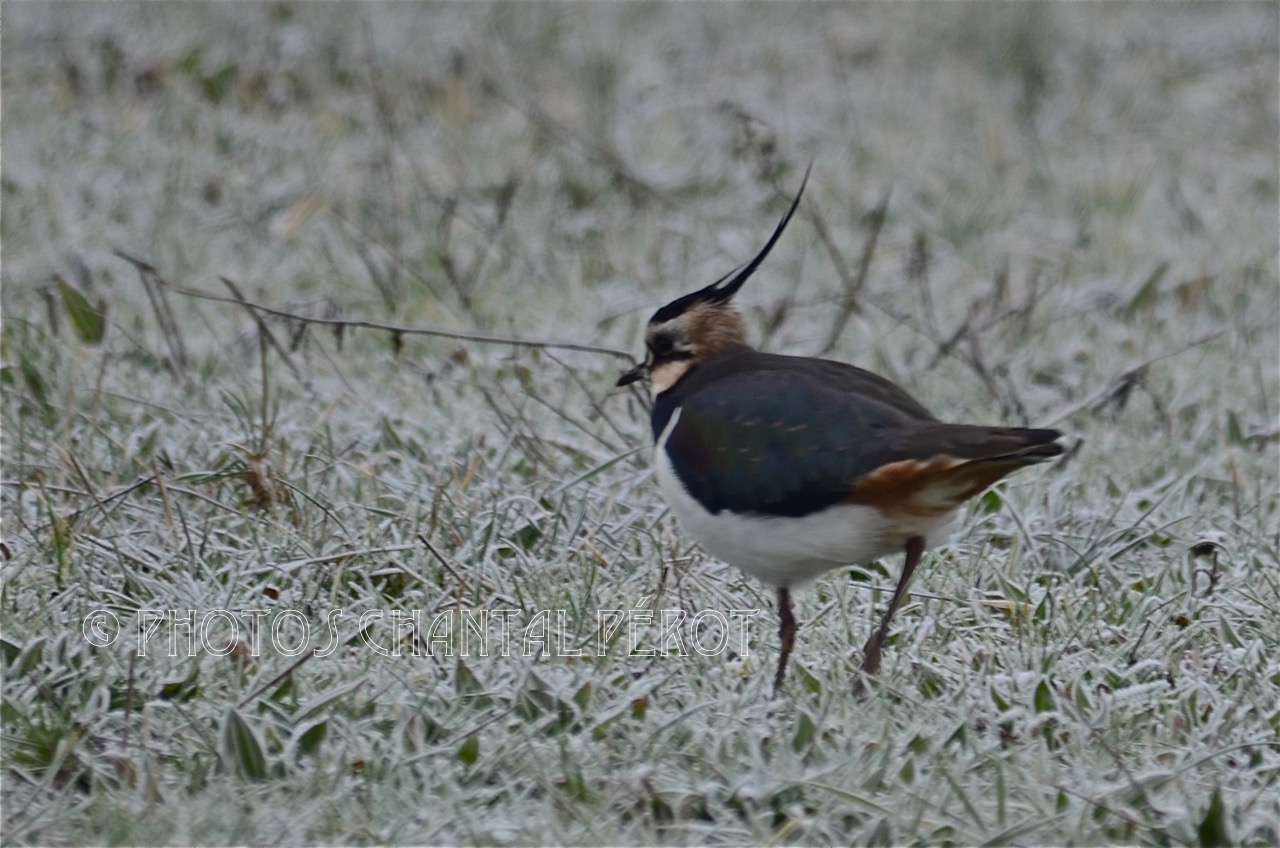 N°14 - Vanneau huppé
