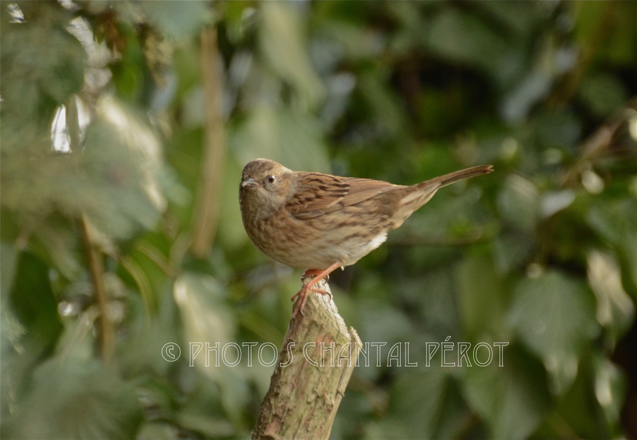 N°13 - Accenteur mouchet