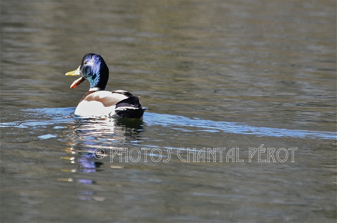 N°20 - Canard colvert