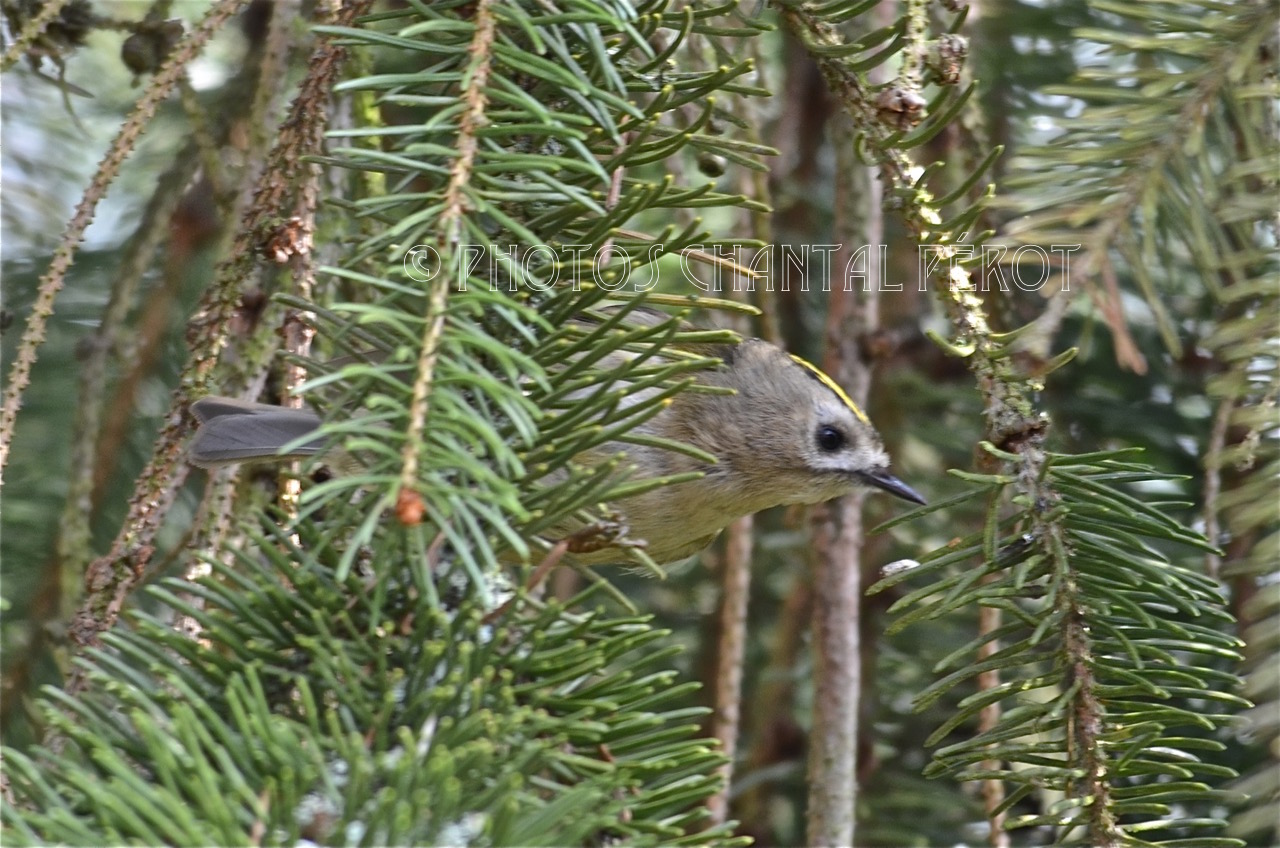 N°10 - Roitelet huppé
