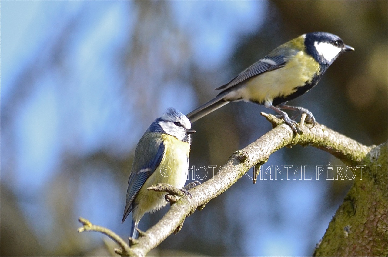 N°9 Mésanges bleue et charbonnière