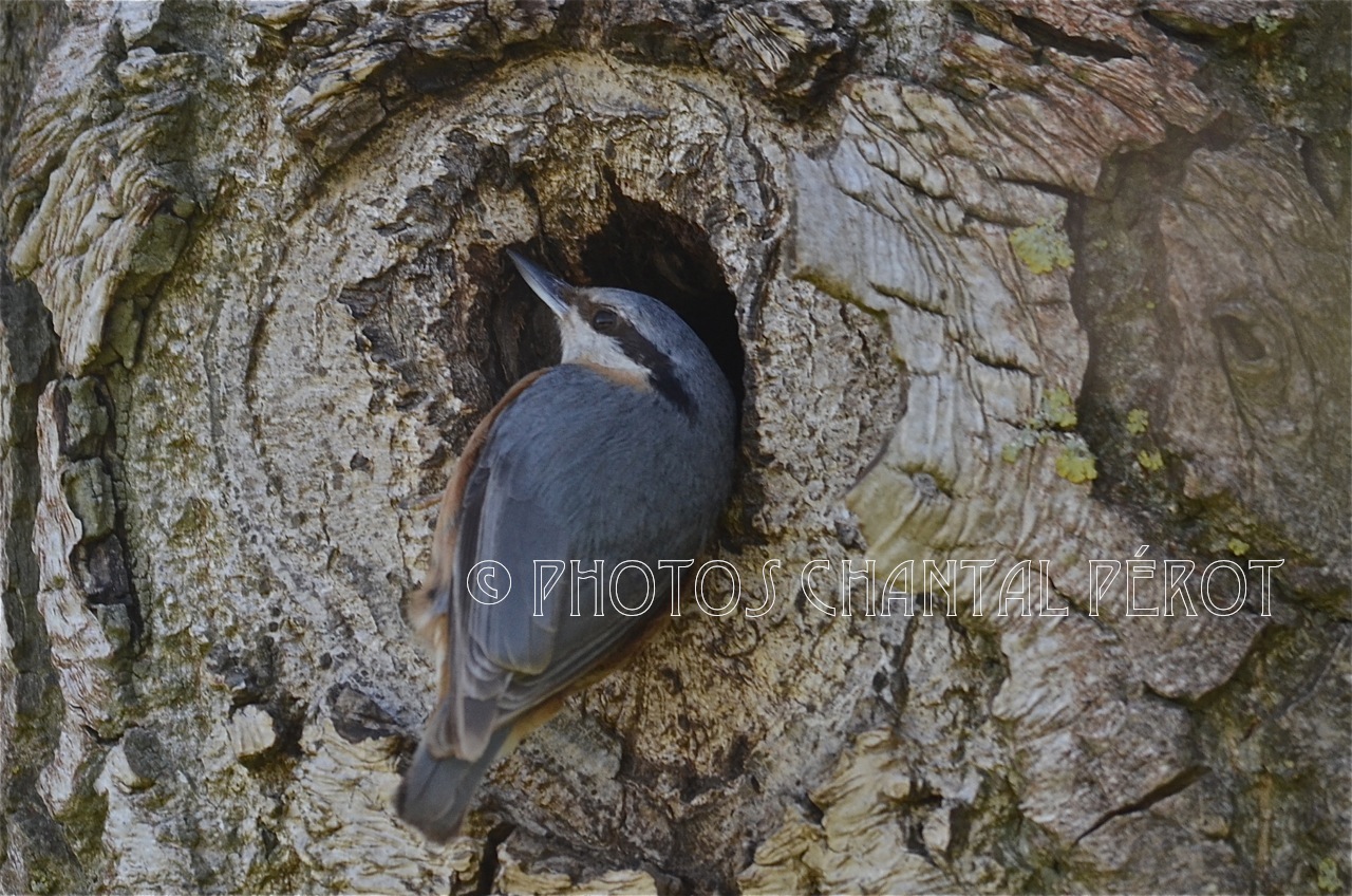 N°28- Sittelle torchepot