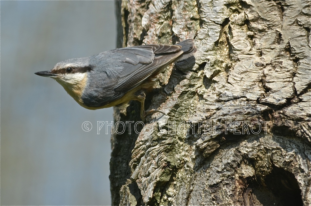 N°29- Sittelle torchepot