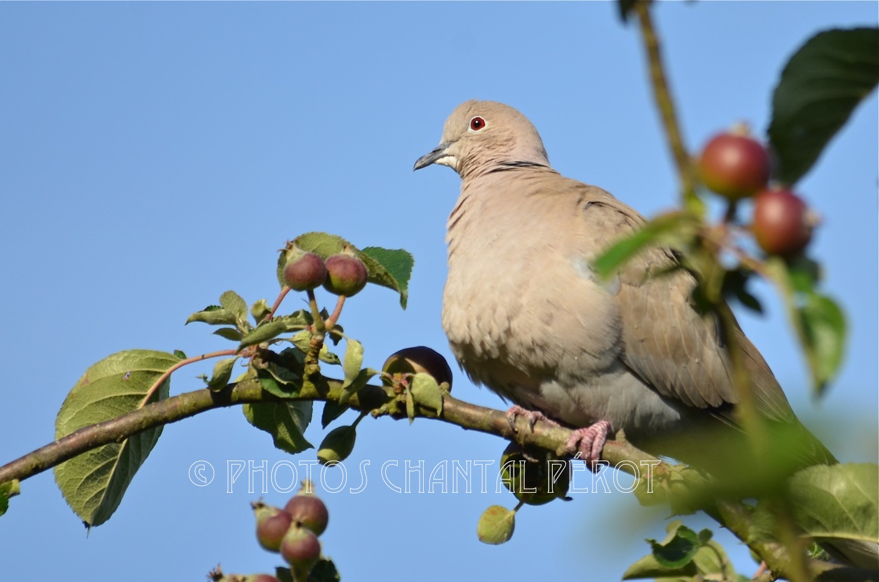 N°21- Tourterelle turque