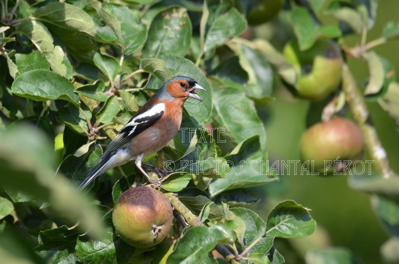 N°8 Pinson des arbres