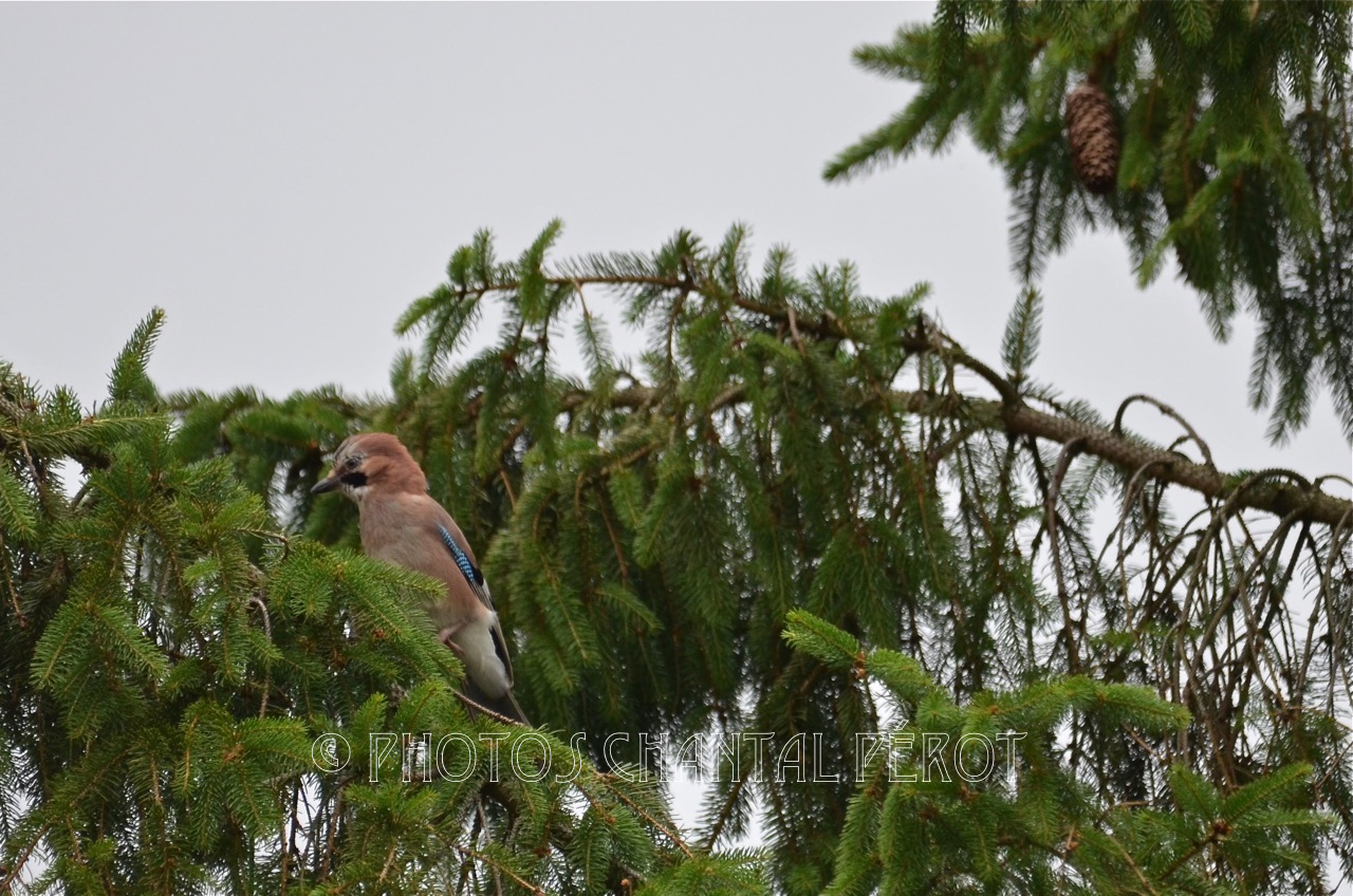 N°16 - Geai des chênes