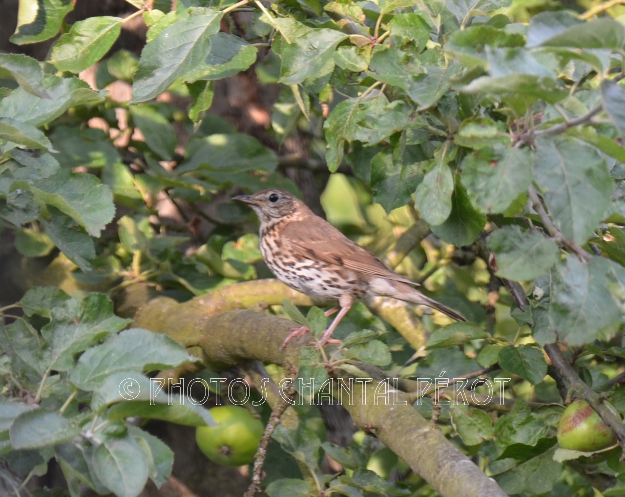 N°7 - Grive musicienne