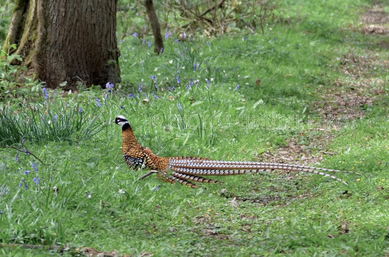 N°6 Faisan vénéré
