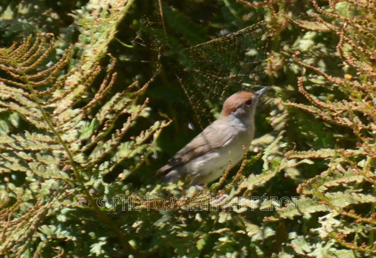 N°5 - Fauvette à tête noire