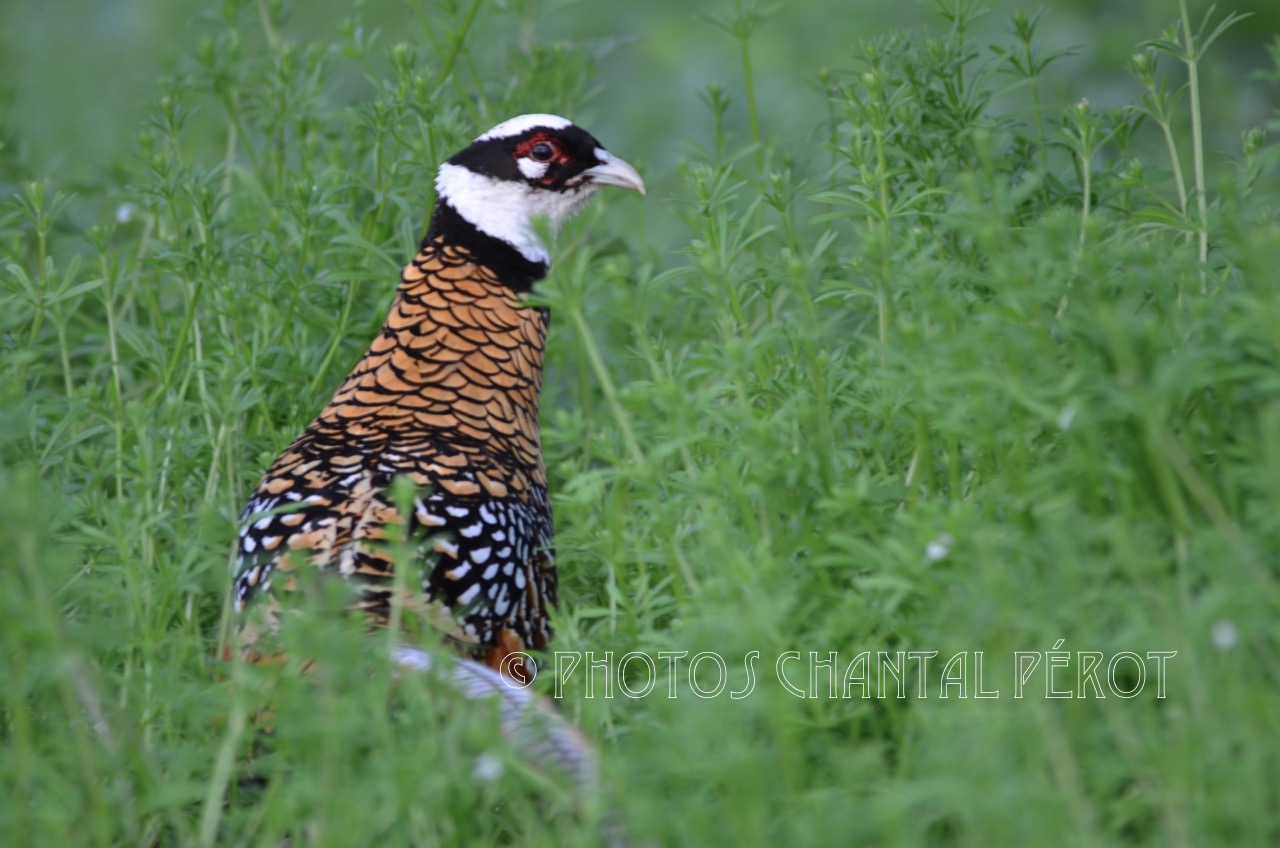N°4 Faisan vénéré