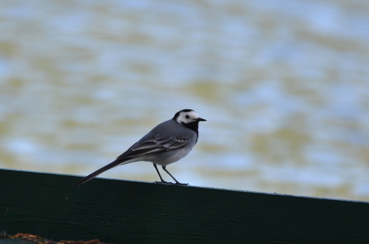 N°3 Bergeronnette grise