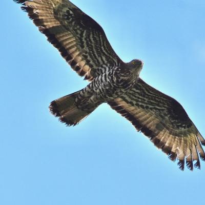 Oiseaux en campagne - 