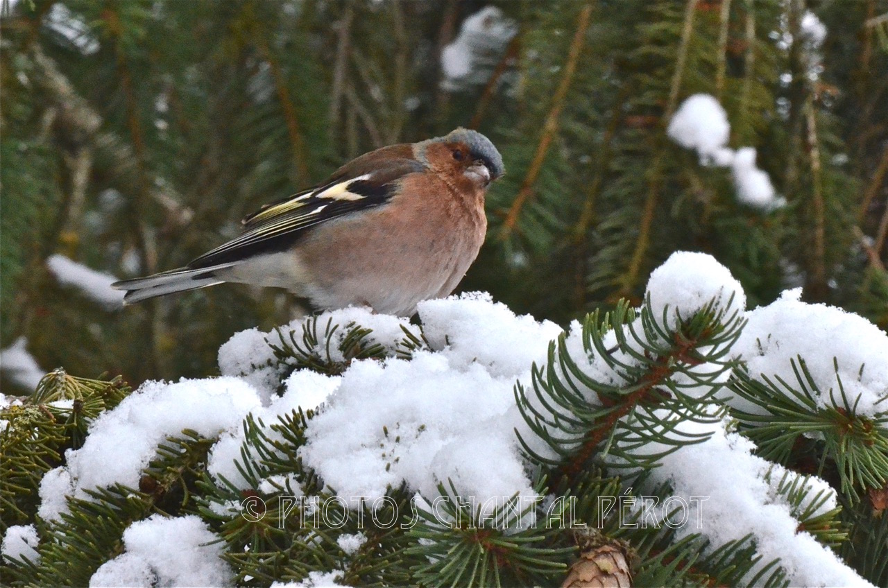N°1- Pinson des arbres