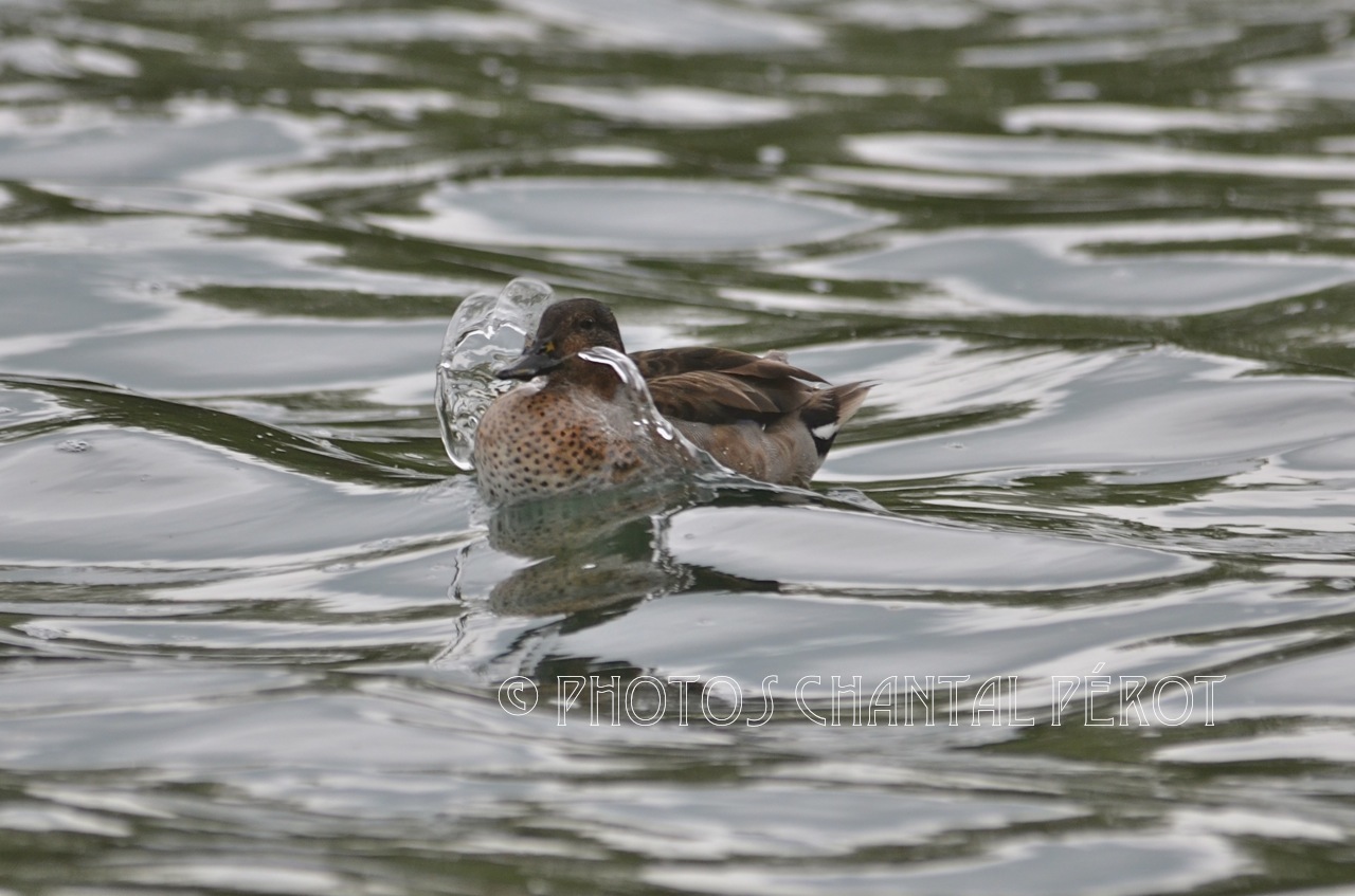 N°11- Canard souchet femelle