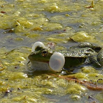 Grenouilles et libellules - 