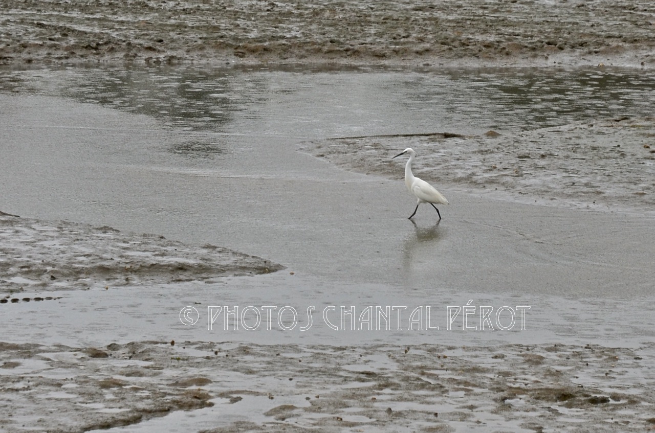 N°17 - Aigrette garzette