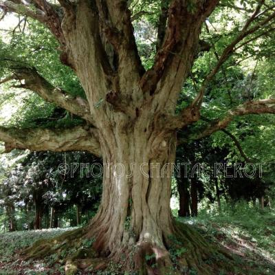 Bois et arbres curieux - 