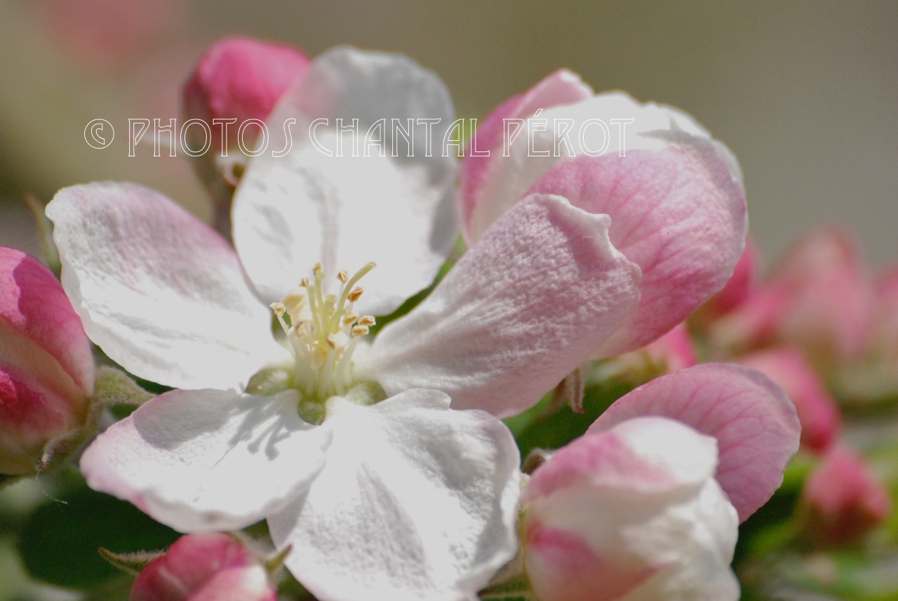 N°22 - Fleurs de pommier