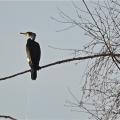 N°31 - Grand Cormoran