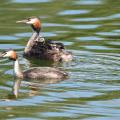N°30- Grèbes huppés