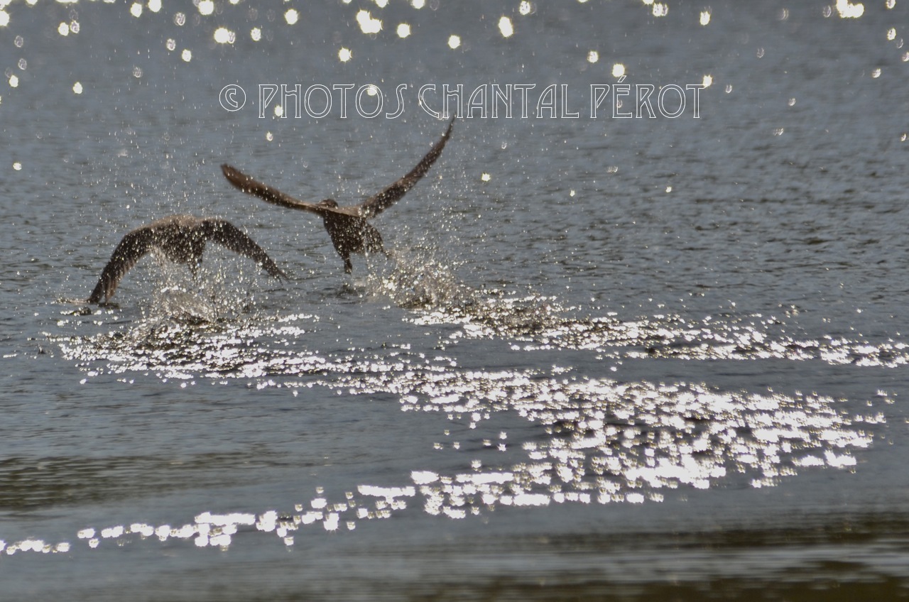 N°8 - Femelles canards colverts